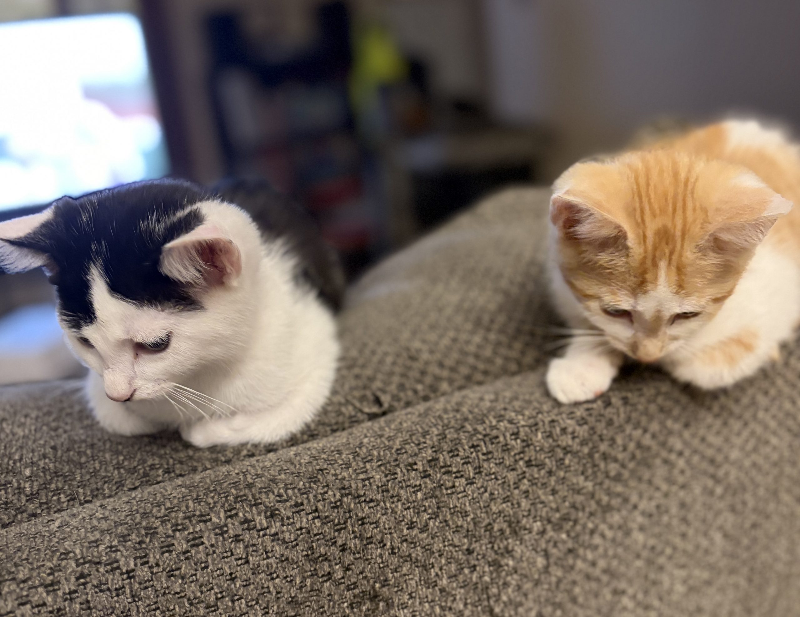 More Pets from Rural Ohio